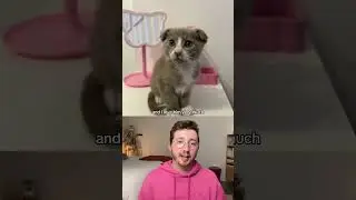 Top 5 Dogs of the Week