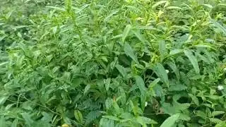 அரிவாள்மனை பூண்டு / Dried Country Mallow