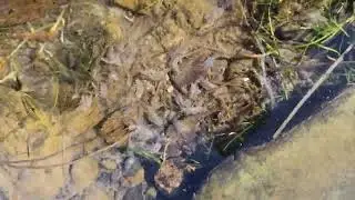 Hundreds of bugs under River rocks || Sow Bugs and Scuds