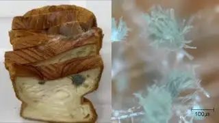[GOKO]Moldy bread magnified 590 times - Handy Ultra Microscope, GOKO EV-13, Made in Japan　パンのカビ590倍