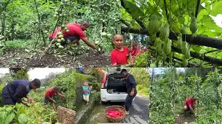 Aju Tomato gordai Organic Mula Iskush Woo Tomato Farming || Rural Life In Village Vlog ||