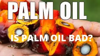 Palm Done Right | Is palm oil bad?