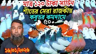 মাত্র ১২০ টাকা ব্লুসাটিন শীতের সেরা রাজকীয় কবুতর কমদামে বিক্রি হবে ৫০+ জনপ্রিয় ফেন্সি রেসার গোল্লা