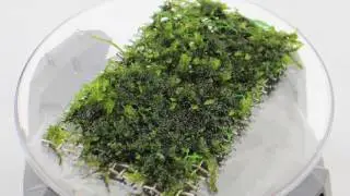 Solenostoma tetragonum Pearl Moss - Aqua Essentials