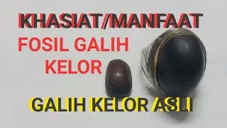 TERUNGKAP, INILAH KHASIAT /  MANFAAT BATU FOSIL GALIH KELOR ATAU GALIH KELOR