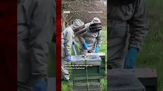 Bee Inspectors Missing in Northern Ireland, Threatening Honey Bees #Beekeeping