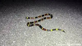 Snake Hunting in the Everglades - Cottonmouths Everywhere and a Rare Coral Snake