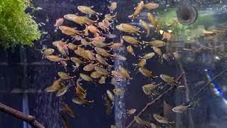 Pier Aquatics Tetras October 2020