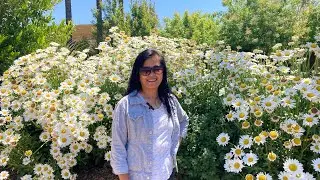 Visiting Gardens in Napa Valley 🍇🌼