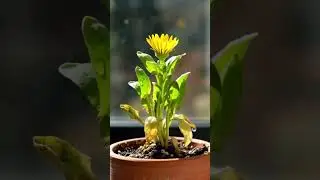 Witness the Magic of Growth 🌱 Your Daily Dose of Hope!
