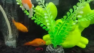 Tiny Fish, Calm Vibes — Simple Aquarium Video