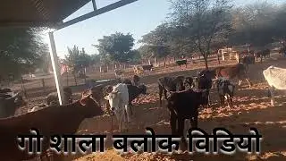 ग्रामीण गौशाला की दिनचर्या | सच्ची गौ सेवा का अनुभव