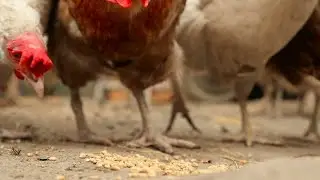Chickens Peck The Grain Stock Video