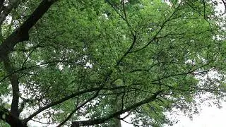Chinese fringe tree (Chionanthus retusus) - Plant Identification
