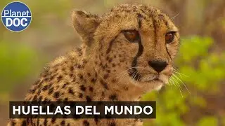 ALMA VIAJERA: Herencia Viva Del Planeta | Planet DOC