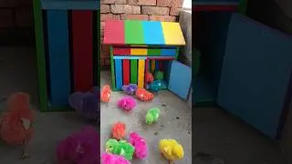 Cute Colorful Chickens 🌈🐔 Baby Chicks Chirping ASMR