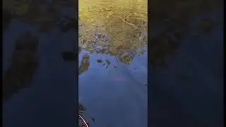 Mega Redfin Perch From Western Australia
