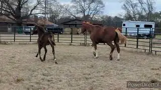 User Error ILF 2024 KWPN-NA Colt out of Udonna