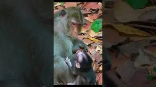 Monkey species: The mother monkey was not pleased with her baby monkey's pleas.