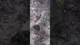 Парк 