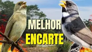 COLEIRO TUI TUI COM FEMEA CHAMANDO PARA ENCARTE DE COLEIRO PARDO E ESQUENTAR COLEIRO TUI TUI
