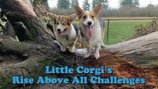 These brave Corgi's have been through so much! | The Koala
