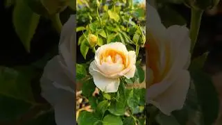 Meet The Juliet Rose🤩 #flowers #nature #garden #trending #shorts #ytshorts #yt #beautiful #short