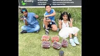 Strawberry and cherry picking at Naturipe fruits