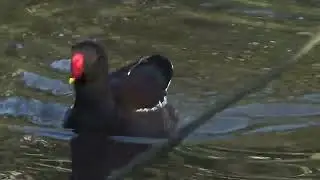 Reflecting #WaterLovelyBird #moorhen #moorhens #gallinulachloropus #commongallinule #gallinule