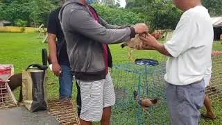 nene aguilar allen raounhed