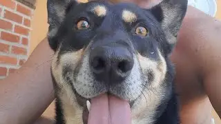 VOLTEI?