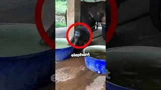 Baby Elephant Takes a Bath🤯