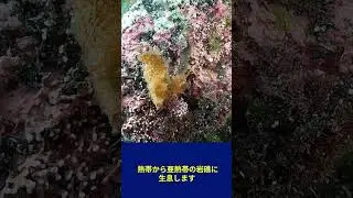 イロアセアシヤガマ  Pseudostomatella decolorata  #貝の生態　#貝のオンライン図鑑　#ビーチコーミング　#Shelldiving