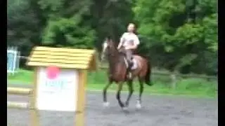 Calwera 7 yr old Czech Warmblood mare