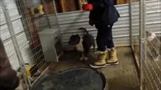 HOW TO KEEP YOUR DOGS WARM THIS WINTER