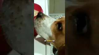 Stop Your Beagle from Eating Everything