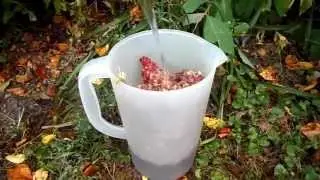 Wild Food Foraging- Bush Lemonade / Sumac-ade- Great for stomach aches!