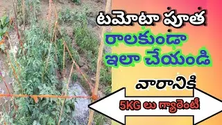How to prevent tomato coating in Telugu/Tomato how to growth coating.8n Telugu