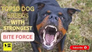 TOP 10 DOG BREEDS WITH STRONGEST BITE FORCE