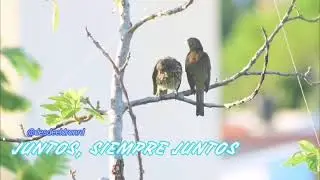 Cigua Palmera