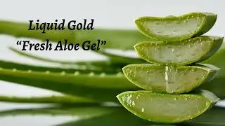 Aloe Vera Leaf | Nature&rsquo;s Healing Plant
