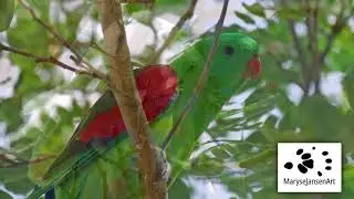 Aussie Parrots by MaryseJansenArt