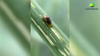 Teppeki in cereals PL2023