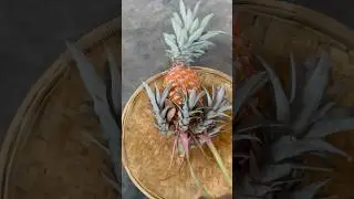 Trying to grow roots from a pineapple crown and slips #pineappleplant