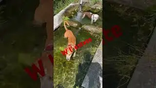 Vivere in camper - Primo tuffo in acqua!