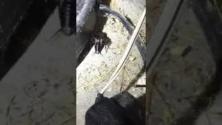 How a cricket chirps