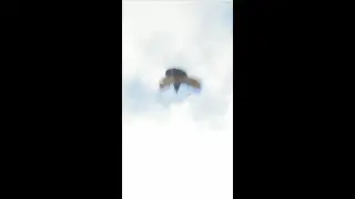 NOISE