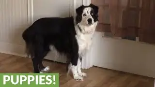 Bratty dog stomps feet when told 