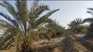 أفضل وقت لشراء الاراضي الزراعية 