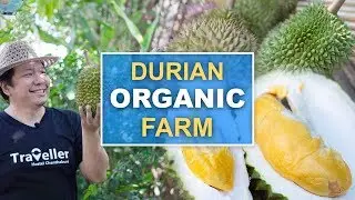 Chanthaburi Organic Durian (100% no chemi)